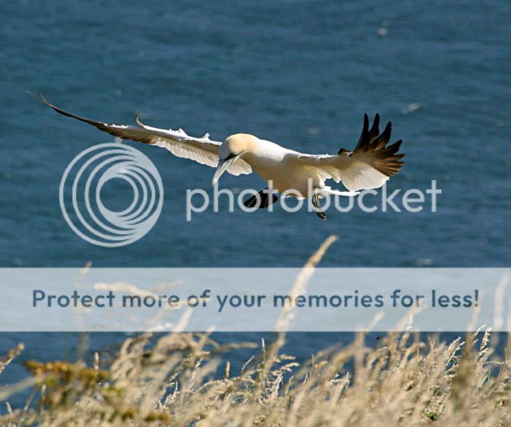IMAGE: http://i784.photobucket.com/albums/yy123/SimonDevaney/Liams%20bird%20pics/Bempton%20Cliffs/gan1.jpg
