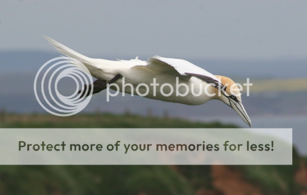 IMAGE: http://i784.photobucket.com/albums/yy123/SimonDevaney/Liams%20bird%20pics/Bempton%20Cliffs/gannett01.jpg