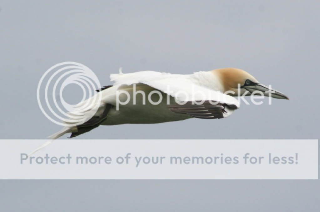 IMAGE: http://i784.photobucket.com/albums/yy123/SimonDevaney/Liams%20bird%20pics/Bempton%20Cliffs/gannett02.jpg