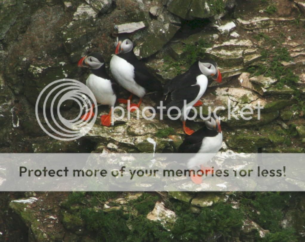 IMAGE: http://i784.photobucket.com/albums/yy123/SimonDevaney/Liams%20bird%20pics/Bempton%20Cliffs/puffin01.jpg