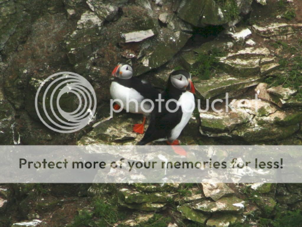 IMAGE: http://i784.photobucket.com/albums/yy123/SimonDevaney/Liams%20bird%20pics/Bempton%20Cliffs/puffin05.jpg