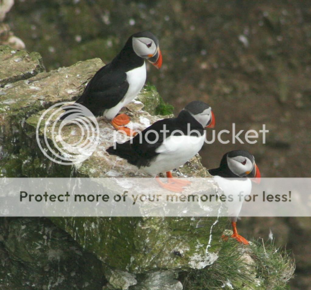 IMAGE: http://i784.photobucket.com/albums/yy123/SimonDevaney/Liams%20bird%20pics/Bempton%20Cliffs/puffin07.jpg