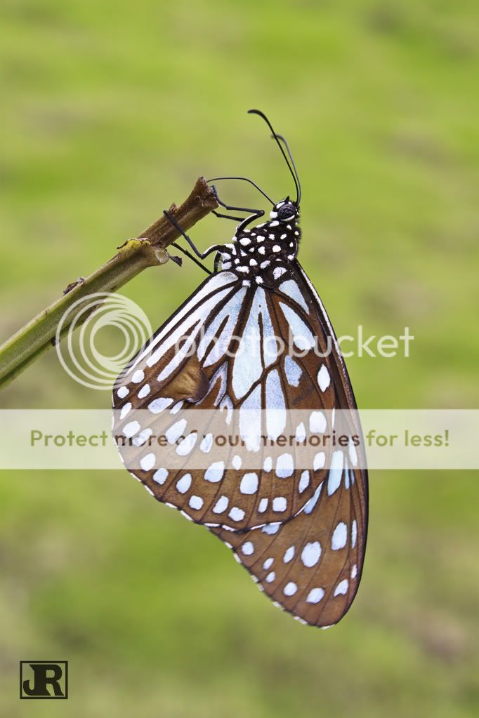 IMAGE: http://i784.photobucket.com/albums/yy123/jadrock/My%20Photography/BlueTigerButterfly.jpg