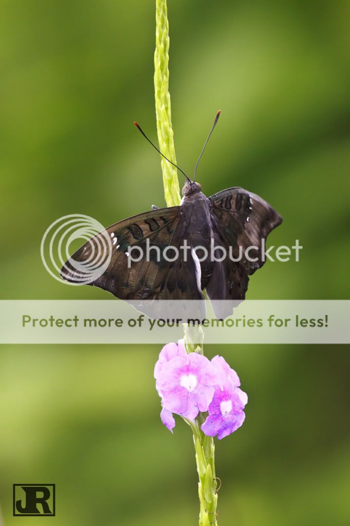 IMAGE: http://i784.photobucket.com/albums/yy123/jadrock/My%20Photography/BrownButterfly_filtered.jpg