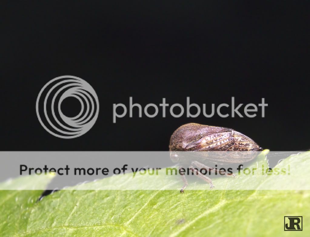 IMAGE: http://i784.photobucket.com/albums/yy123/jadrock/My%20Photography/BullLeafhopper_filtered.jpg