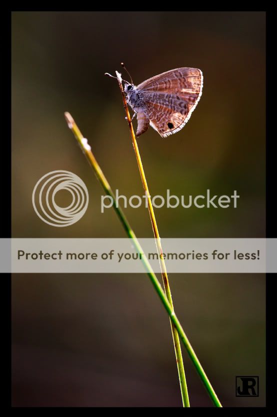 IMAGE: http://i784.photobucket.com/albums/yy123/jadrock/My%20Photography/Butterfly-2.jpg
