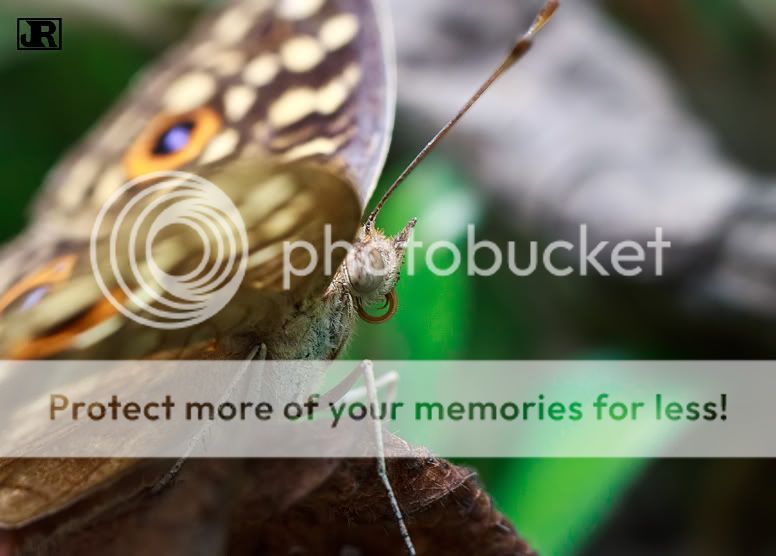 IMAGE: http://i784.photobucket.com/albums/yy123/jadrock/My%20Photography/Butterfly1_filtered.jpg
