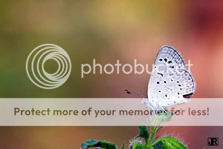 IMAGE: http://i784.photobucket.com/albums/yy123/jadrock/My%20Photography/Butterfly_filtered.jpg