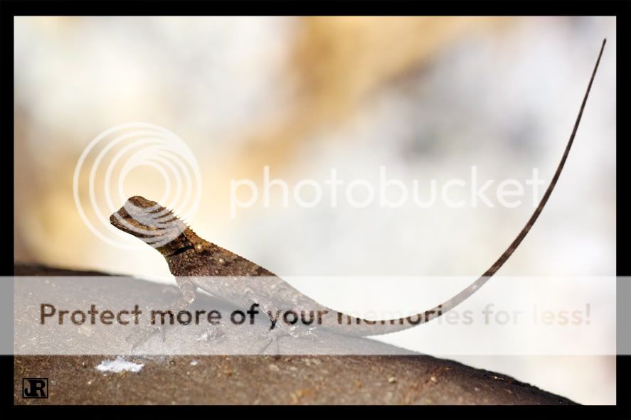 IMAGE: http://i784.photobucket.com/albums/yy123/jadrock/My%20Photography/Calotee.jpg