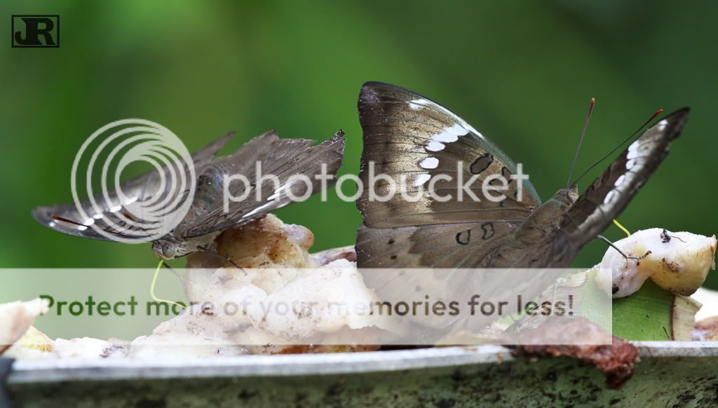 IMAGE: http://i784.photobucket.com/albums/yy123/jadrock/My%20Photography/CammonBaron.jpg