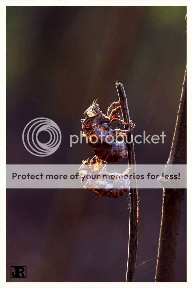 IMAGE: http://i784.photobucket.com/albums/yy123/jadrock/My%20Photography/Cicada-Molth.jpg