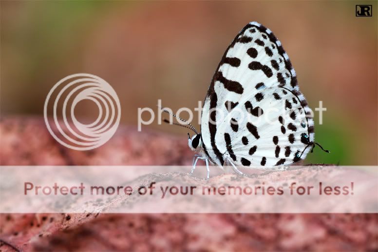 IMAGE: http://i784.photobucket.com/albums/yy123/jadrock/My%20Photography/Common-Pierrot.jpg
