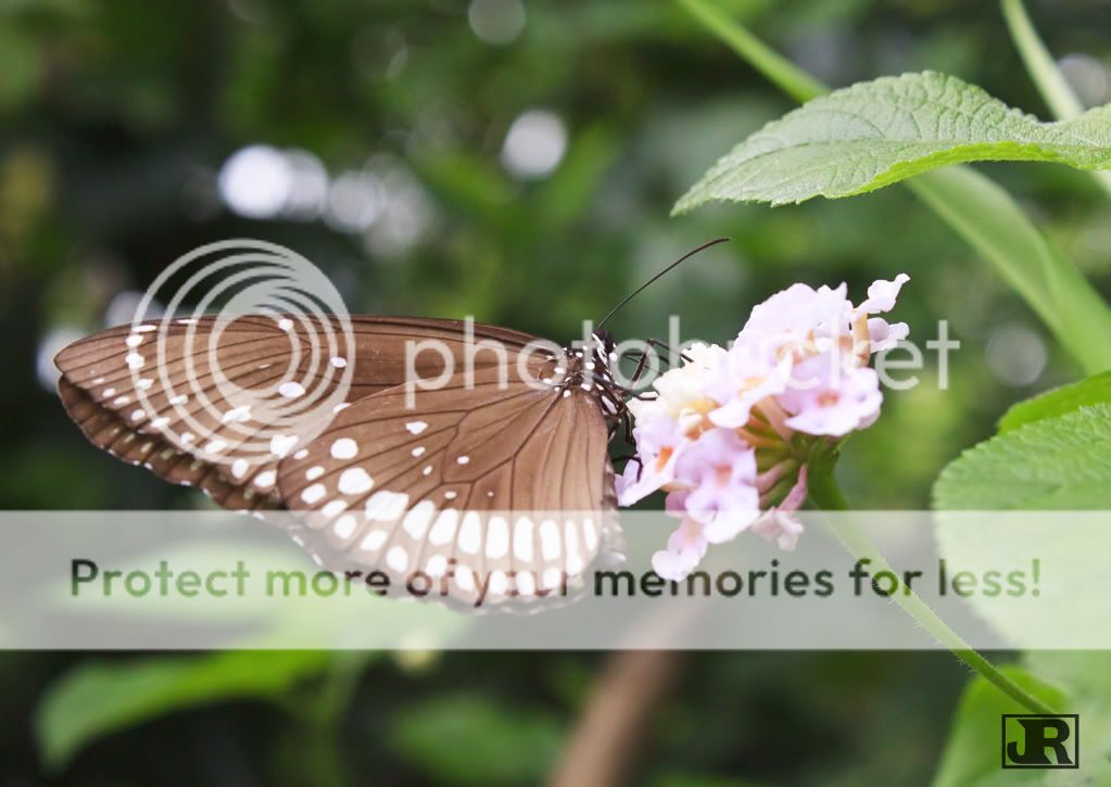 IMAGE: http://i784.photobucket.com/albums/yy123/jadrock/My%20Photography/CommonCrow.jpg