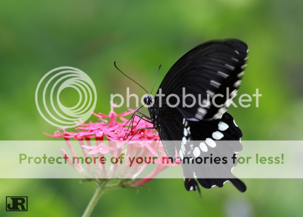 IMAGE: http://i784.photobucket.com/albums/yy123/jadrock/My%20Photography/CommonMormon.jpg