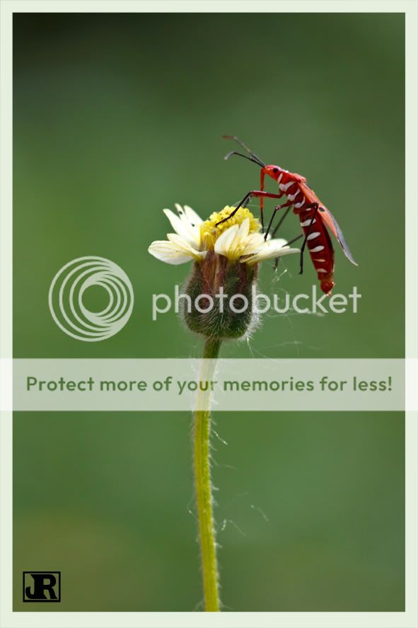 IMAGE: http://i784.photobucket.com/albums/yy123/jadrock/My%20Photography/Cotton-Bug.jpg