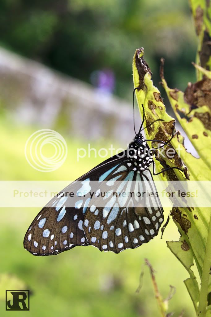 IMAGE: http://i784.photobucket.com/albums/yy123/jadrock/My%20Photography/DarkBlueTigerButterfly.jpg