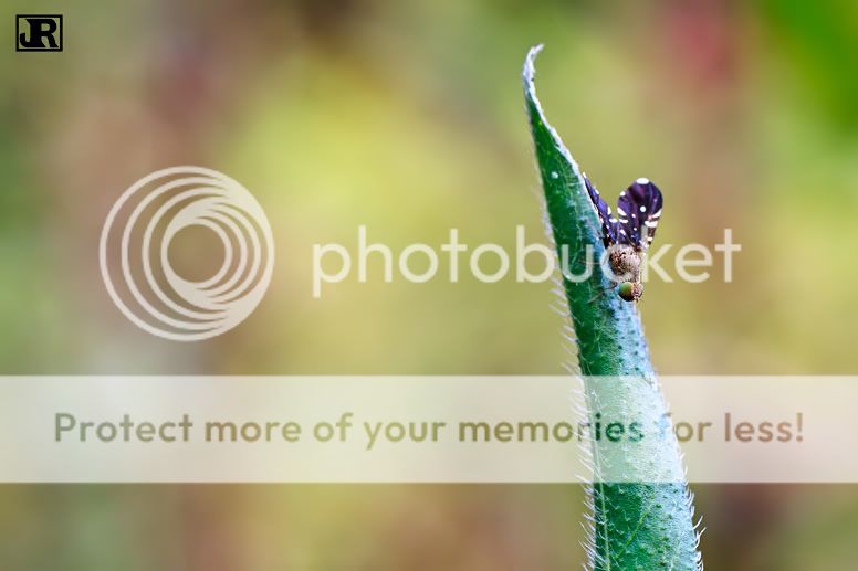 IMAGE: http://i784.photobucket.com/albums/yy123/jadrock/My%20Photography/Fly_filtered.jpg