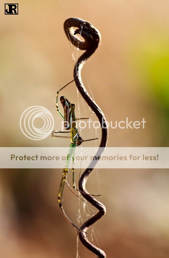 IMAGE: http://i784.photobucket.com/albums/yy123/jadrock/My%20Photography/Green-Spider.jpg