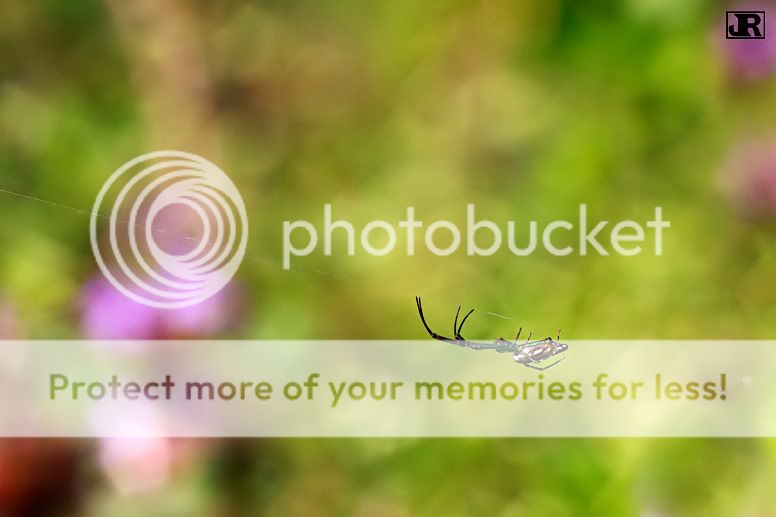 IMAGE: http://i784.photobucket.com/albums/yy123/jadrock/My%20Photography/Green-web-Spidre_filtered.jpg