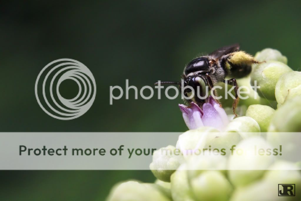 IMAGE: http://i784.photobucket.com/albums/yy123/jadrock/My%20Photography/Honeybee2_filtered.jpg