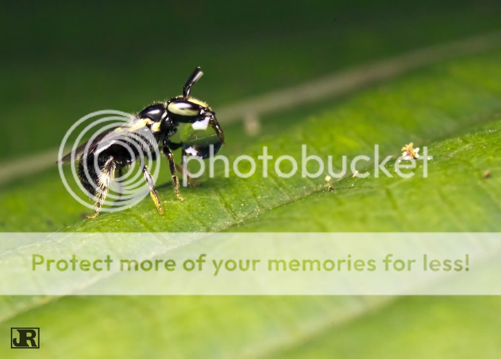 IMAGE: http://i784.photobucket.com/albums/yy123/jadrock/My%20Photography/Honeybeeblowingbubble_filtered.jpg