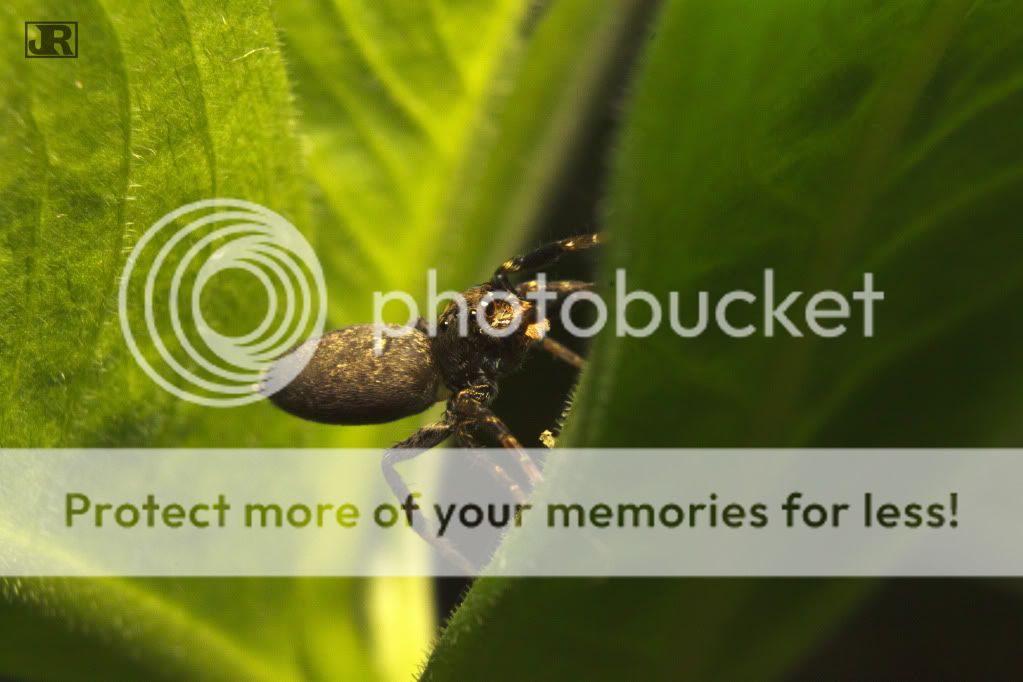 IMAGE: http://i784.photobucket.com/albums/yy123/jadrock/My%20Photography/JumperSpider6.jpg
