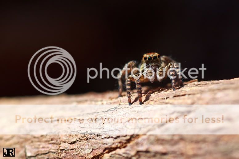 IMAGE: http://i784.photobucket.com/albums/yy123/jadrock/My%20Photography/Jumping-Spider-1.jpg