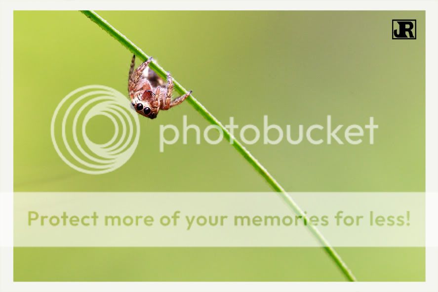 IMAGE: http://i784.photobucket.com/albums/yy123/jadrock/My%20Photography/Jumping-Spider-2.jpg