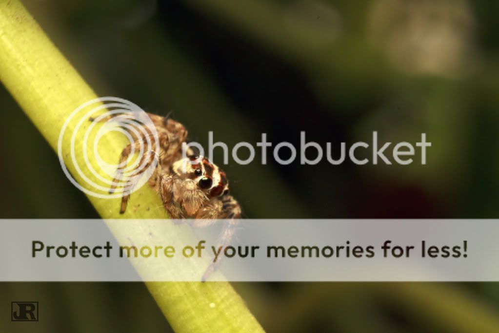 IMAGE: http://i784.photobucket.com/albums/yy123/jadrock/My%20Photography/JumpingSpider3.jpg