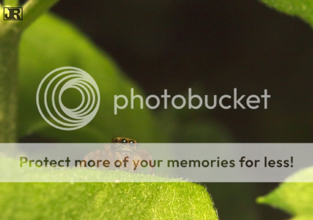 IMAGE: http://i784.photobucket.com/albums/yy123/jadrock/My%20Photography/JumpingSpider4.jpg