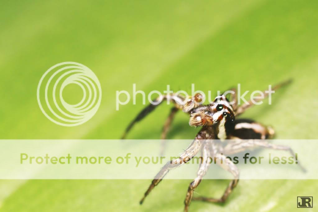 IMAGE: http://i784.photobucket.com/albums/yy123/jadrock/My%20Photography/Jumpingspider20_filtered.jpg