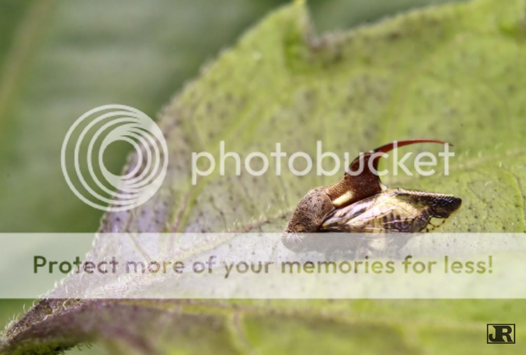 IMAGE: http://i784.photobucket.com/albums/yy123/jadrock/My%20Photography/Leafhopperhorn_filtered.jpg