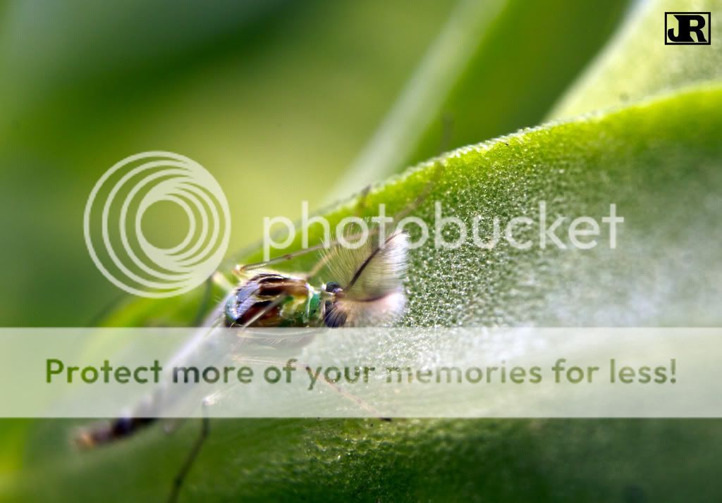IMAGE: http://i784.photobucket.com/albums/yy123/jadrock/My%20Photography/Mosquitogreen.jpg