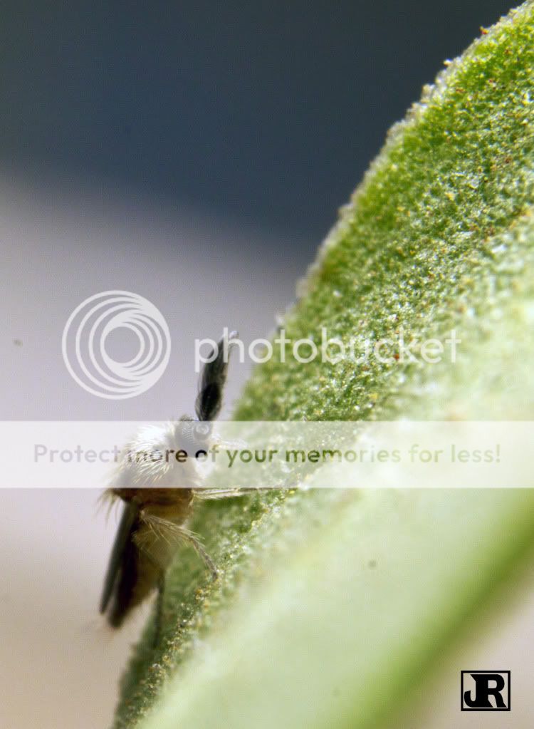 IMAGE: http://i784.photobucket.com/albums/yy123/jadrock/My%20Photography/NymphMaleChironomidMidge.jpg