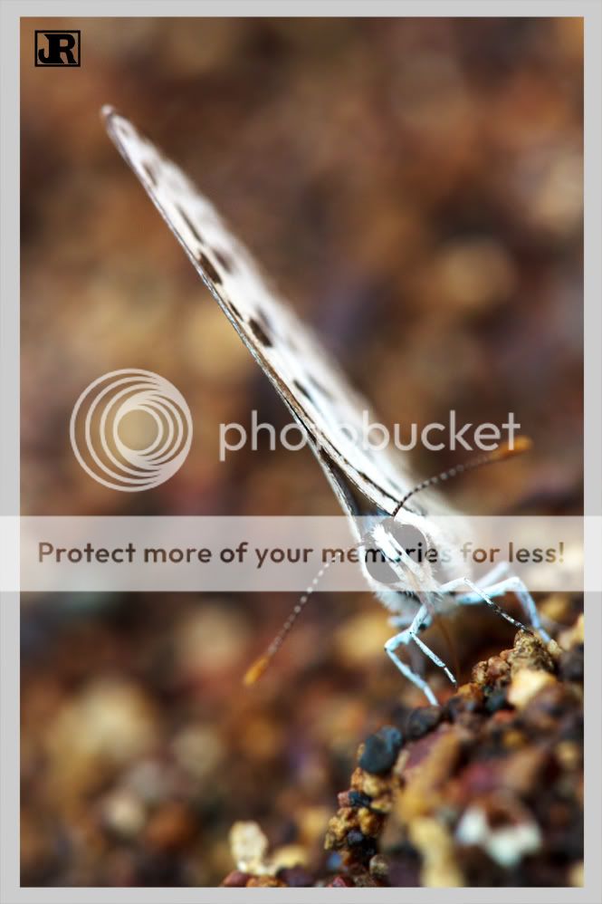 IMAGE: http://i784.photobucket.com/albums/yy123/jadrock/My%20Photography/Perriot.jpg