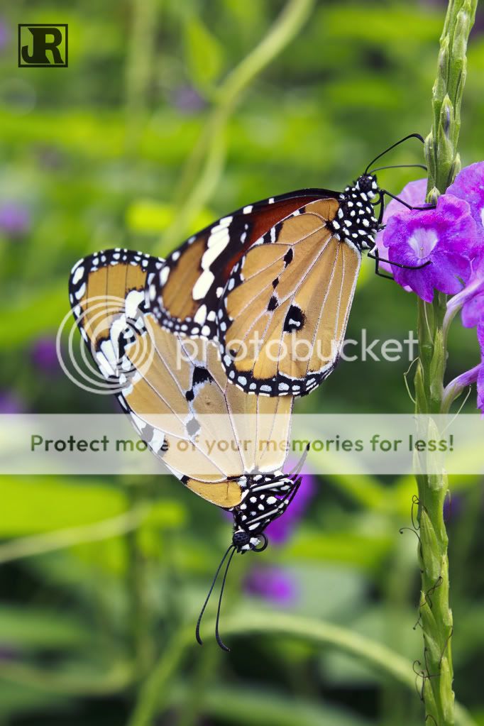 IMAGE: http://i784.photobucket.com/albums/yy123/jadrock/My%20Photography/PlainTigerMatting.jpg