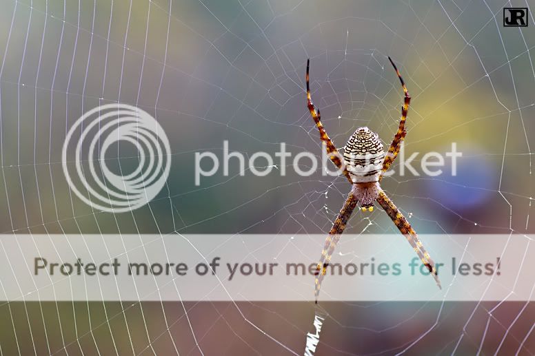 IMAGE: http://i784.photobucket.com/albums/yy123/jadrock/My%20Photography/SignatureSpider.jpg