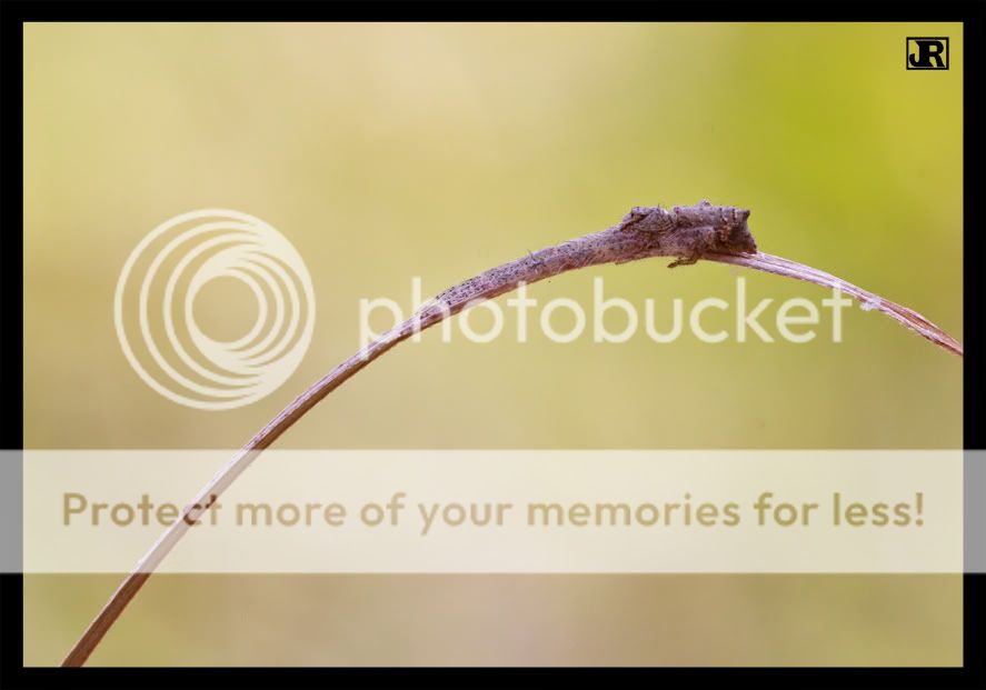 IMAGE: http://i784.photobucket.com/albums/yy123/jadrock/My%20Photography/Spider-3.jpg