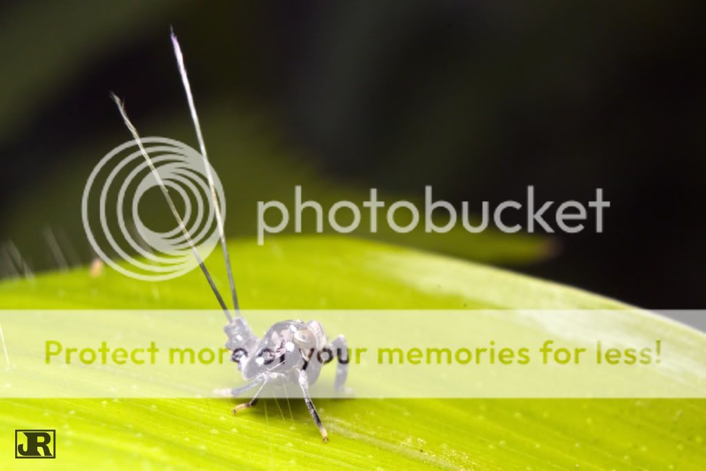 IMAGE: http://i784.photobucket.com/albums/yy123/jadrock/My%20Photography/SpikeLeafhopper_filtered.jpg
