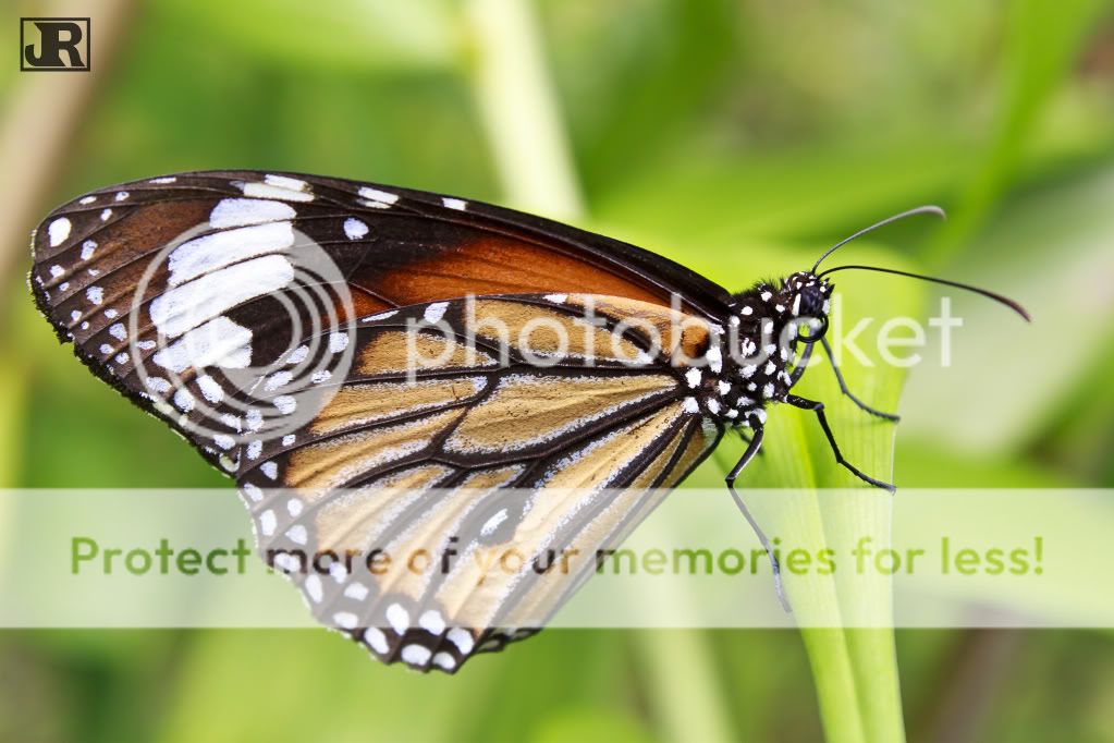 IMAGE: http://i784.photobucket.com/albums/yy123/jadrock/My%20Photography/StripedTiger.jpg