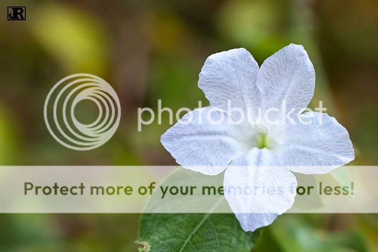 IMAGE: http://i784.photobucket.com/albums/yy123/jadrock/My%20Photography/The-Flower_filtered.jpg