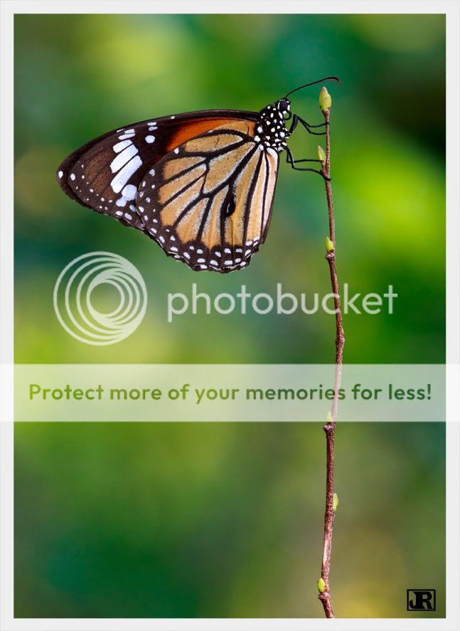 IMAGE: http://i784.photobucket.com/albums/yy123/jadrock/My%20Photography/Tiger.jpg