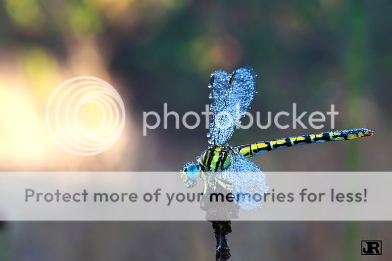 IMAGE: http://i784.photobucket.com/albums/yy123/jadrock/My%20Photography/Yellow-Dragon.jpg