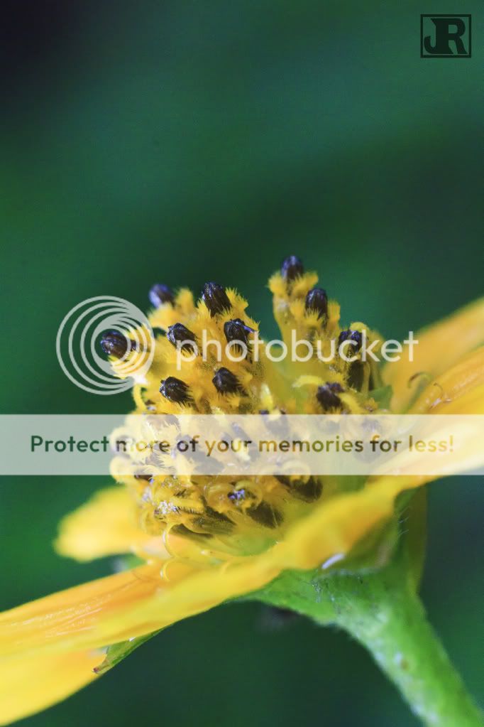 IMAGE: http://i784.photobucket.com/albums/yy123/jadrock/My%20Photography/YellowFlower_filtered.jpg