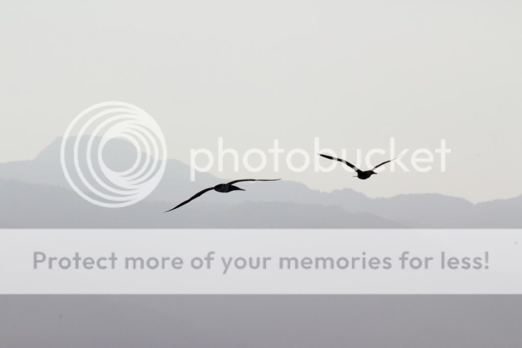 IMAGE: http://i784.photobucket.com/albums/yy125/bsusan424/Southern%20Caribbean/BirdsonhorizonAprill2011118.jpg