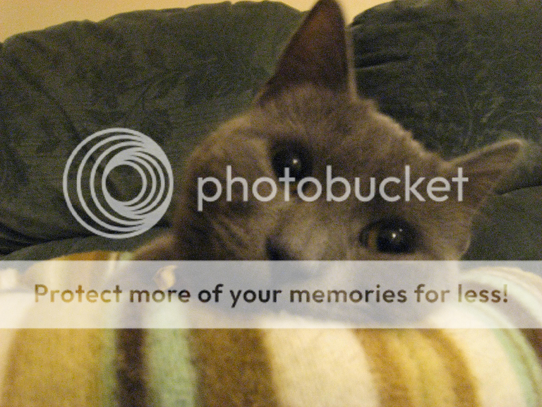 IMAGE: http://i784.photobucket.com/albums/yy128/eveolene/IMG_2154-r.png