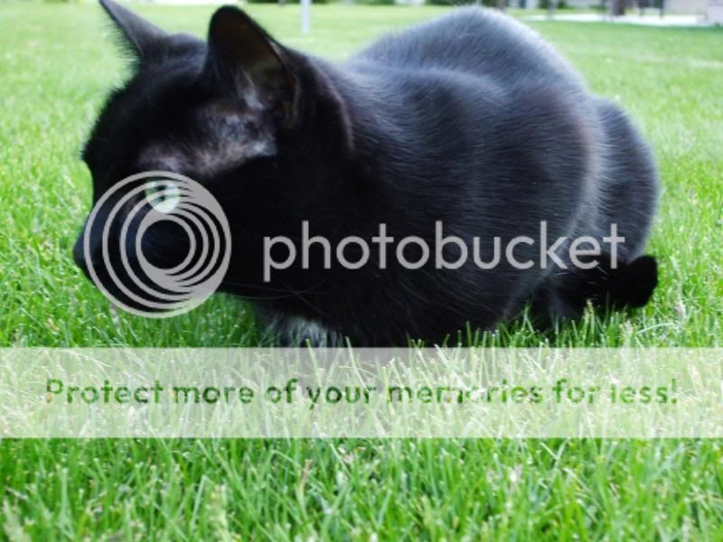 Preview image for a collapsed post.