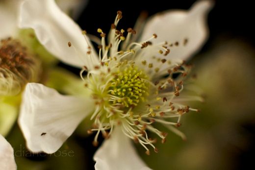 bramble,flower,white
