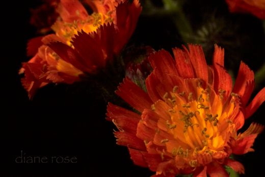 hawkweed,flower,orange