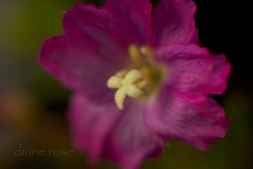 willow herb,greater,codlins and cream,wild flower,pink